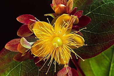 《刺客信条：影》水墨画风格海报 很神秘很威严